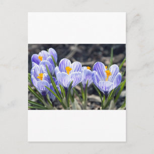 Krokus-Blumen Postkarte