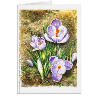 Krokus im Frühjahr