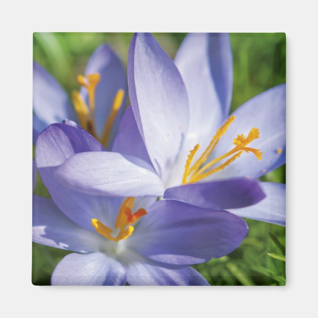 Krokus Magnet (Vorne)