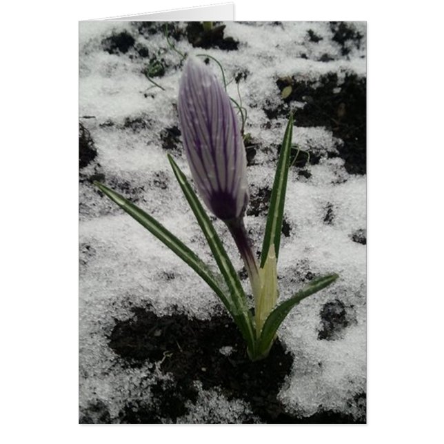 Krokus mit Eis (Vorne)