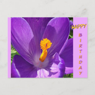 Krokus Nahaufnahme Happy Birthday Postkarte