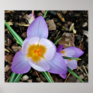 Krokus, Poster