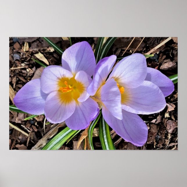 Krokus, Poster (Vorne)
