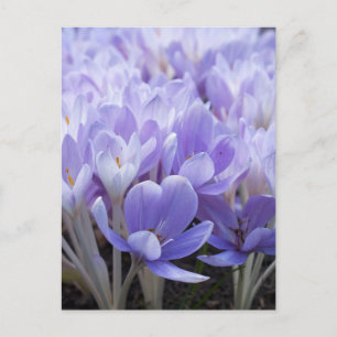 Krokus Postkarte