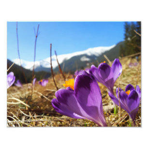Krokus, Tatra Fotodruck