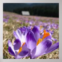 Krokus, Tatra