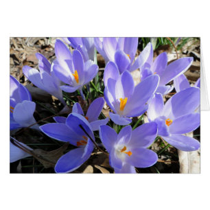 Krokus/Taube: Lied des Lied-2:12