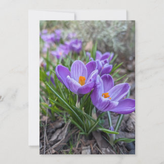 Krokusblumen Einladung
