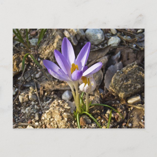 Kroncos Frühjahrs-Blume Postkarte (Vorderseite)