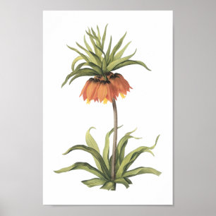 Krone Imperial (Fritillaria imperialis) von Redout Poster