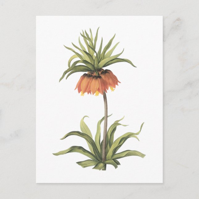 Krone Imperial (Fritillaria imperialis) von Redout Postkarte (Vorderseite)
