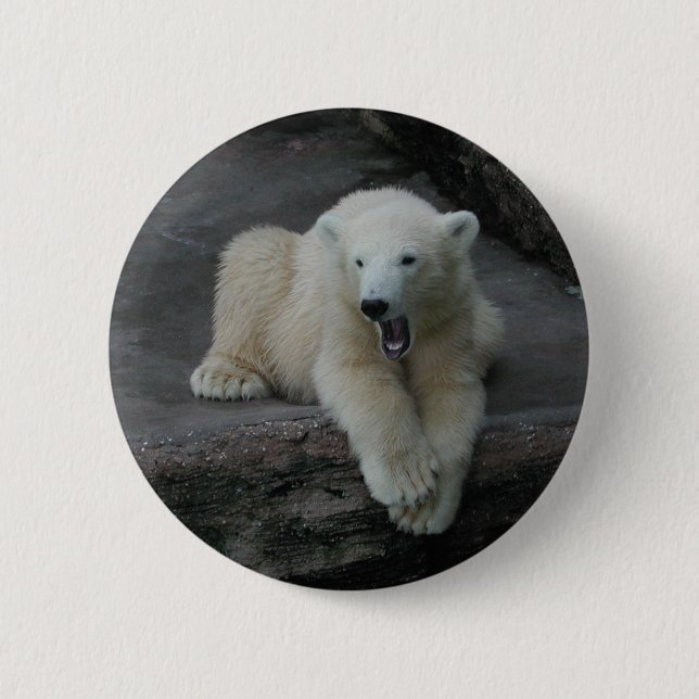 Krönend Polar Bärenkuppe Button (Vorderseite)