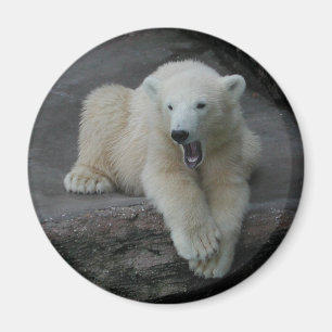Krönend Polar Bärenkuppe Magnet