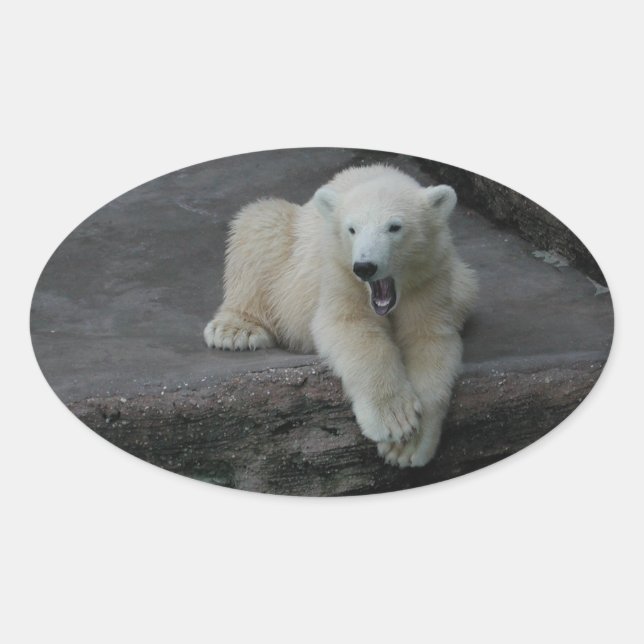 Krönend Polar Bärenkuppe Ovaler Aufkleber (Vorderseite)