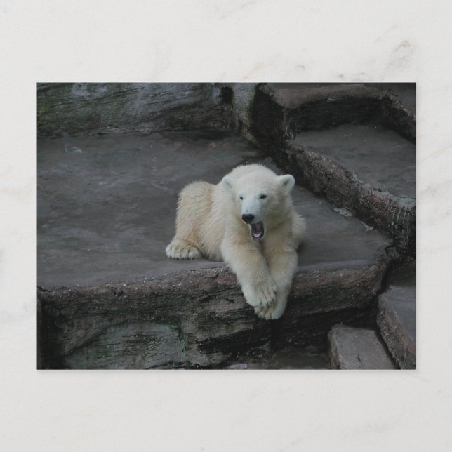 Krönend Polar Bärenkuppe Postkarte (Vorderseite)