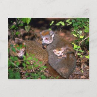 Kronenpaar Lemur mit Säugling Postkarte
