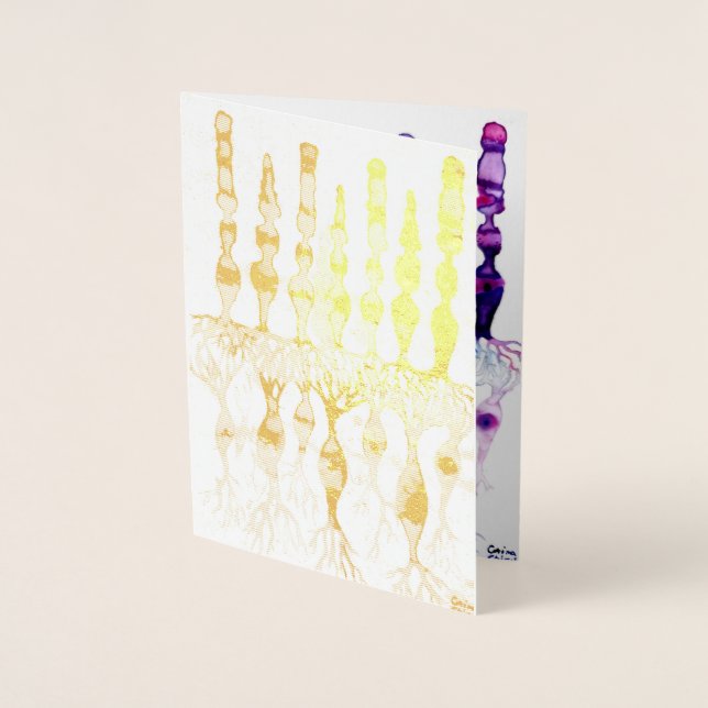 Kronenzellen Stammzellen und bipolare Neuronen der Folienkarte (Vorderseite)