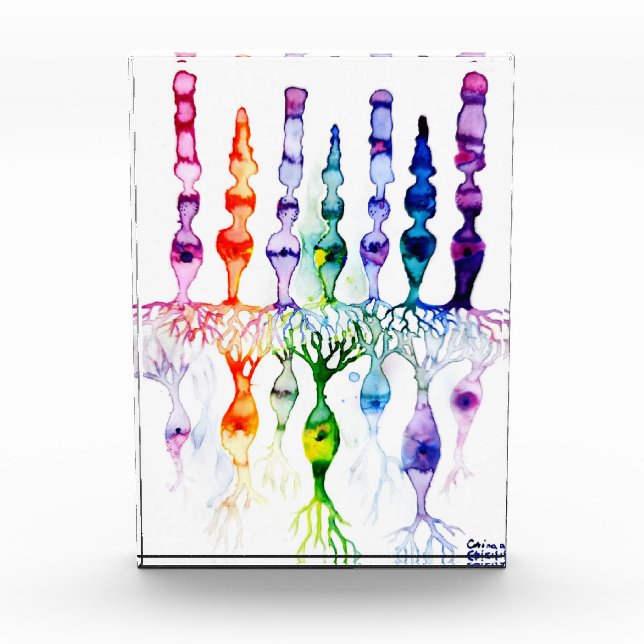 Kronenzellen Stammzellen und bipolares Netzhautneu Fotoblock (Vorderseite)