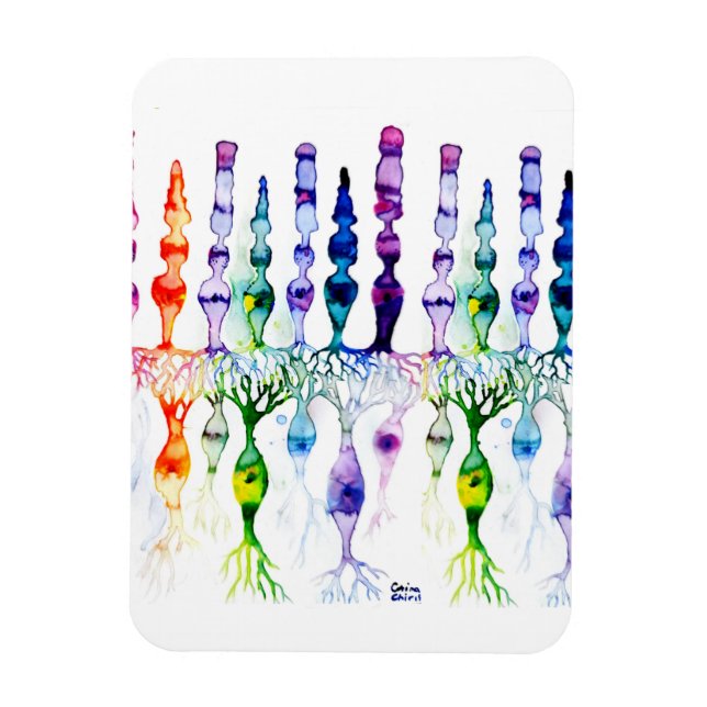 Kronenzellen Stammzellen und bipolares Netzhautneu Magnet (Vertikal)