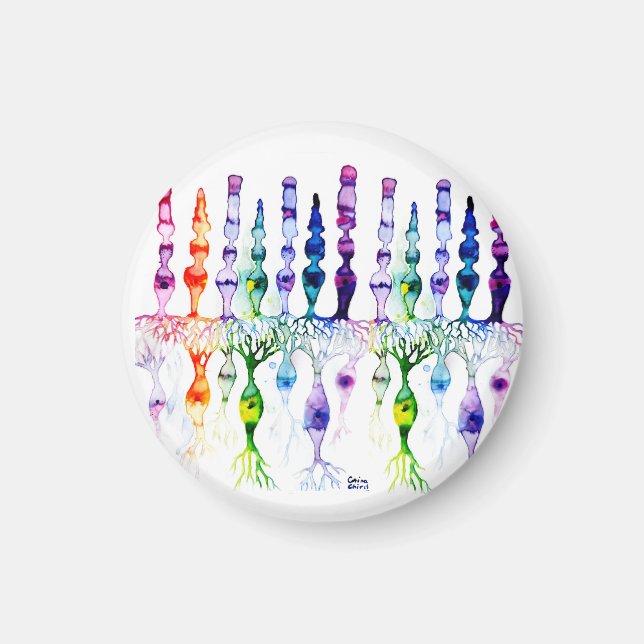 Kronenzellen Stammzellen und bipolares Netzhautneu Magnet (Vorne)