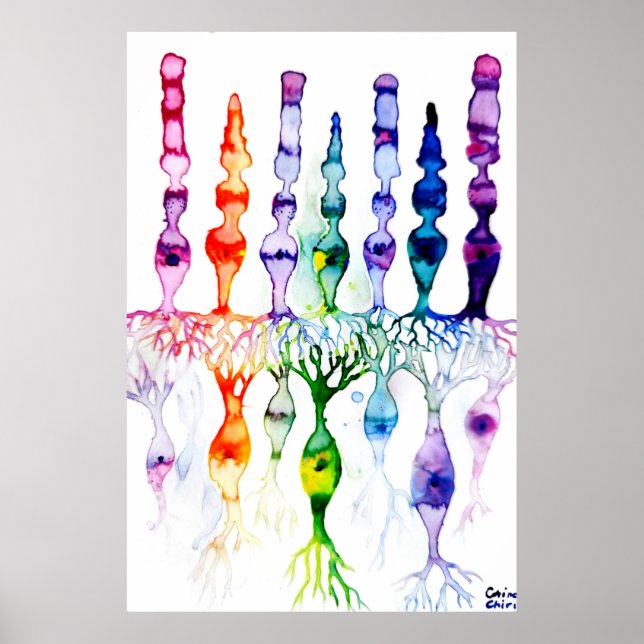 Kronenzellen Stammzellen und bipolares Netzhautneu Poster (Vorne)