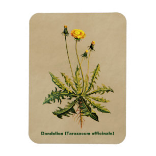 Kronleuchter auf altem Papier Magnet