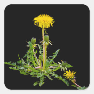 Kronleuchter blühen quadratischer aufkleber