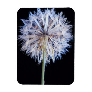 Kronleuchter (Taraxacum Officinale) Magnet