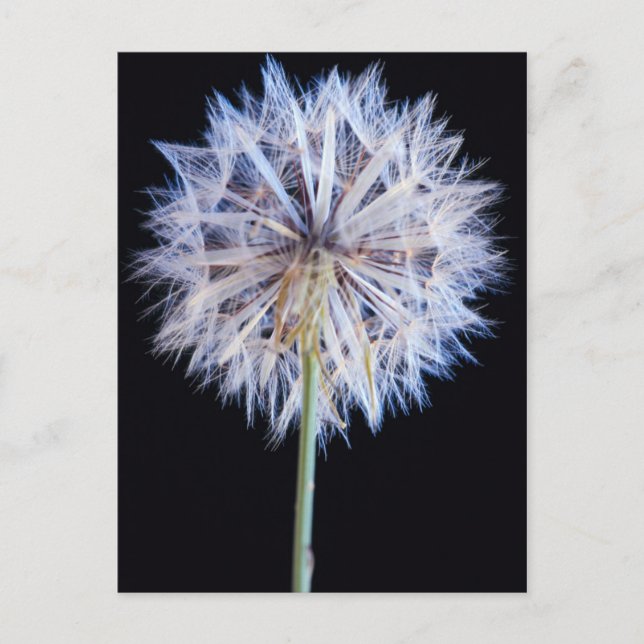 Kronleuchter (Taraxacum Officinale) Postkarte (Vorderseite)