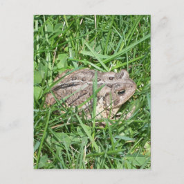 Kröte im Gras Postkarte