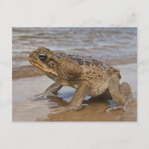 Krötenechse Rhinella marina, früher Bufo Postkarte