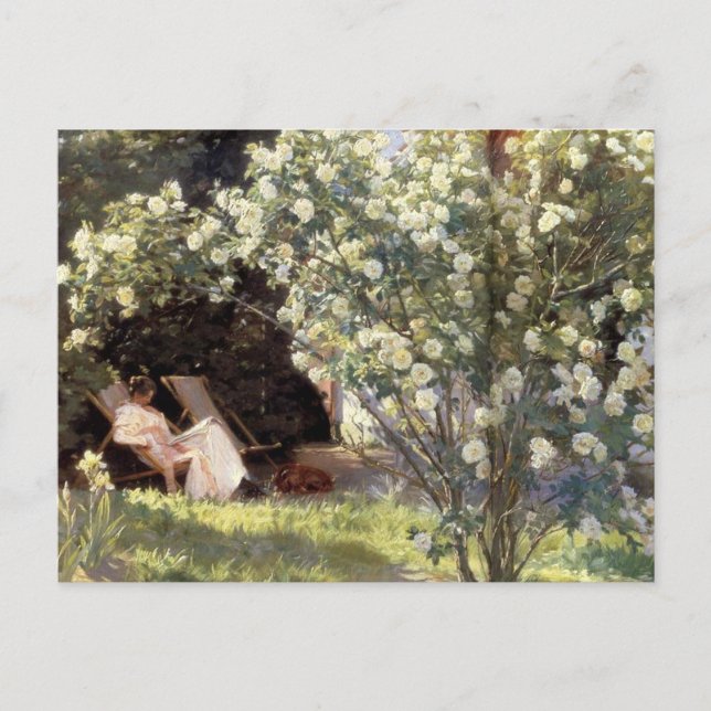 Kroyer's Les-Rose Postkarte (Vorderseite)