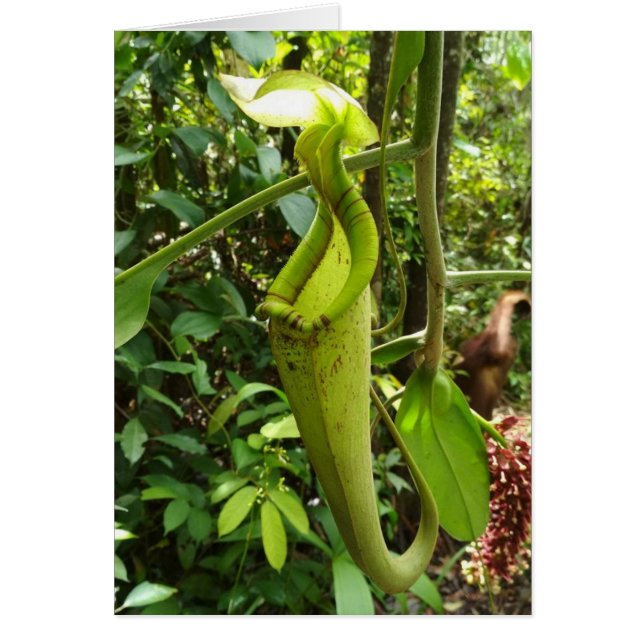 Krug-Pflanzen-Fleisch fressende Pflanzen (Vorne)