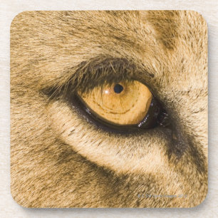 Kruger Nationalpark, der Limpopo-Provinz Untersetzer