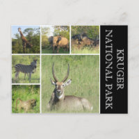 Krüger Nationalpark