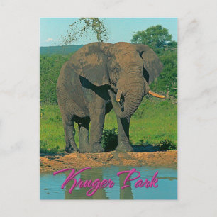 Krüger Park, Südafrika Postkarte