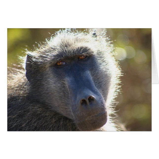 Kruger Pavian (Vorderseite (Horizontal))
