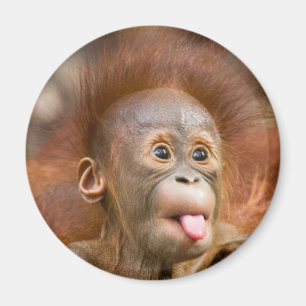 Krummer Tour 2 Magnet