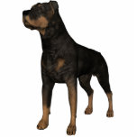KRW Rottweiler Freistehende Fotoskulptur<br><div class="desc">KRW Rottweiler Foto-Skulptur - Kann Magnet, Ziern, Schlüsselkette, Button oder in einem Display-Stand sein</div>