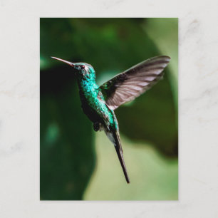 Kuban Emerald Hummingbird Flying Postcard Postkarte