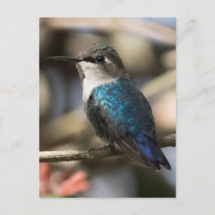 Kubanische Biene Hummingbird Postkarte