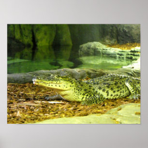 Kubanisches Krokodil Poster