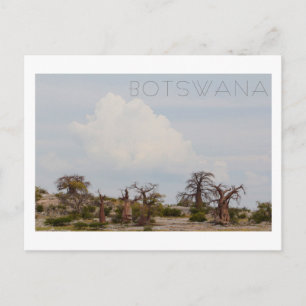 Kubu Island Baobab Tree Baobabs Botswana Landschaf Postkarte