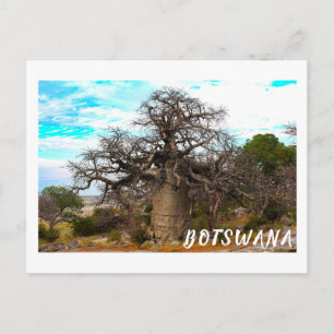 Kubu Island Baobab Tree Baobabs Botswana Landschaf Postkarte