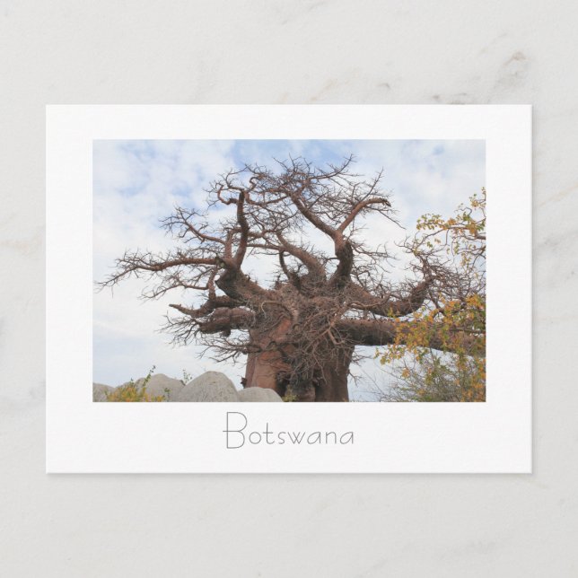 Kubu Island Baobab Tree Botswana Landschaft Postka Postkarte (Vorderseite)