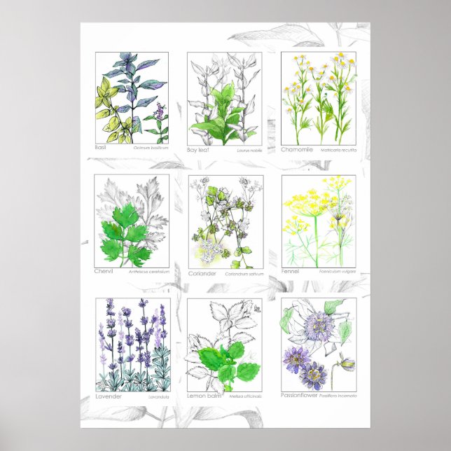 Küchen Kräuter Botanische Kunst Pflanze Poster (Vorne)