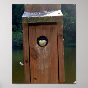 Kuckuck! – Ein neugieriger Vogel zu Hause Poster