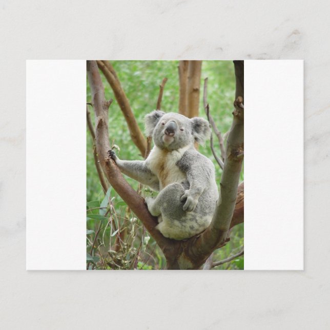 Kudly Koala Postkarte (Vorderseite)