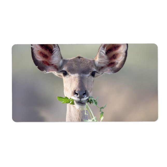 Kudu-Portrait (Vorne)