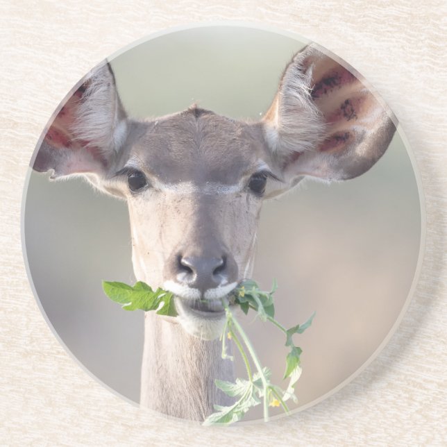 Kudu-Portrait Getränkeuntersetzer (Vorne)